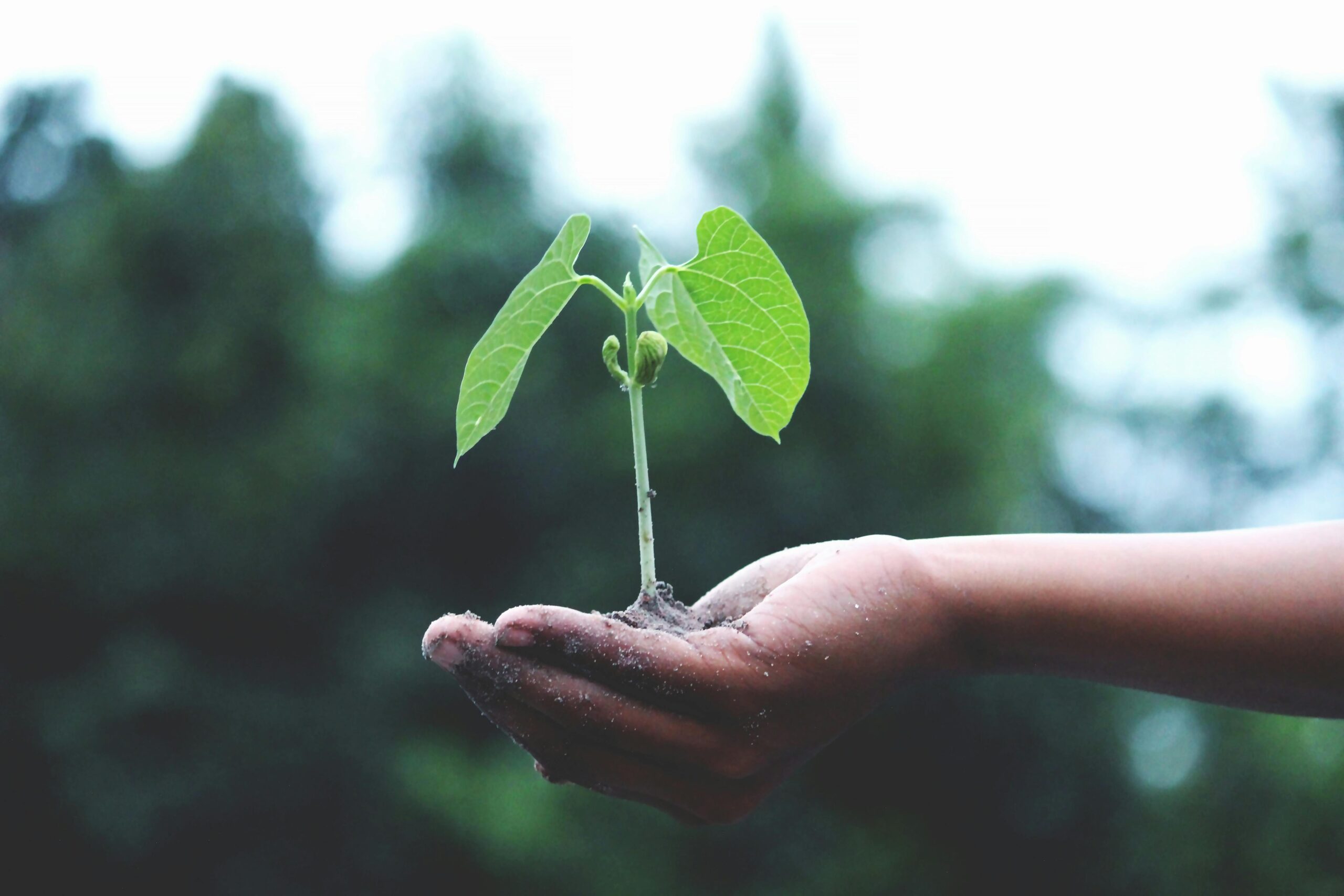 Gardening for Beginners