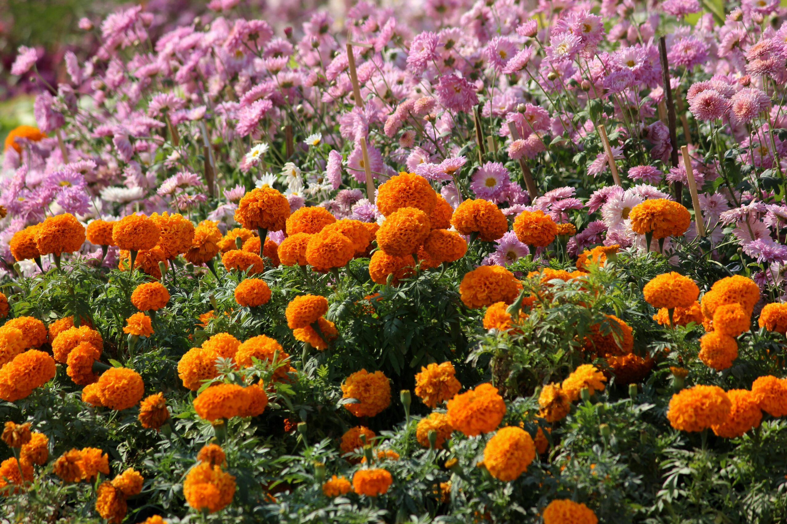 marigold for Beginners