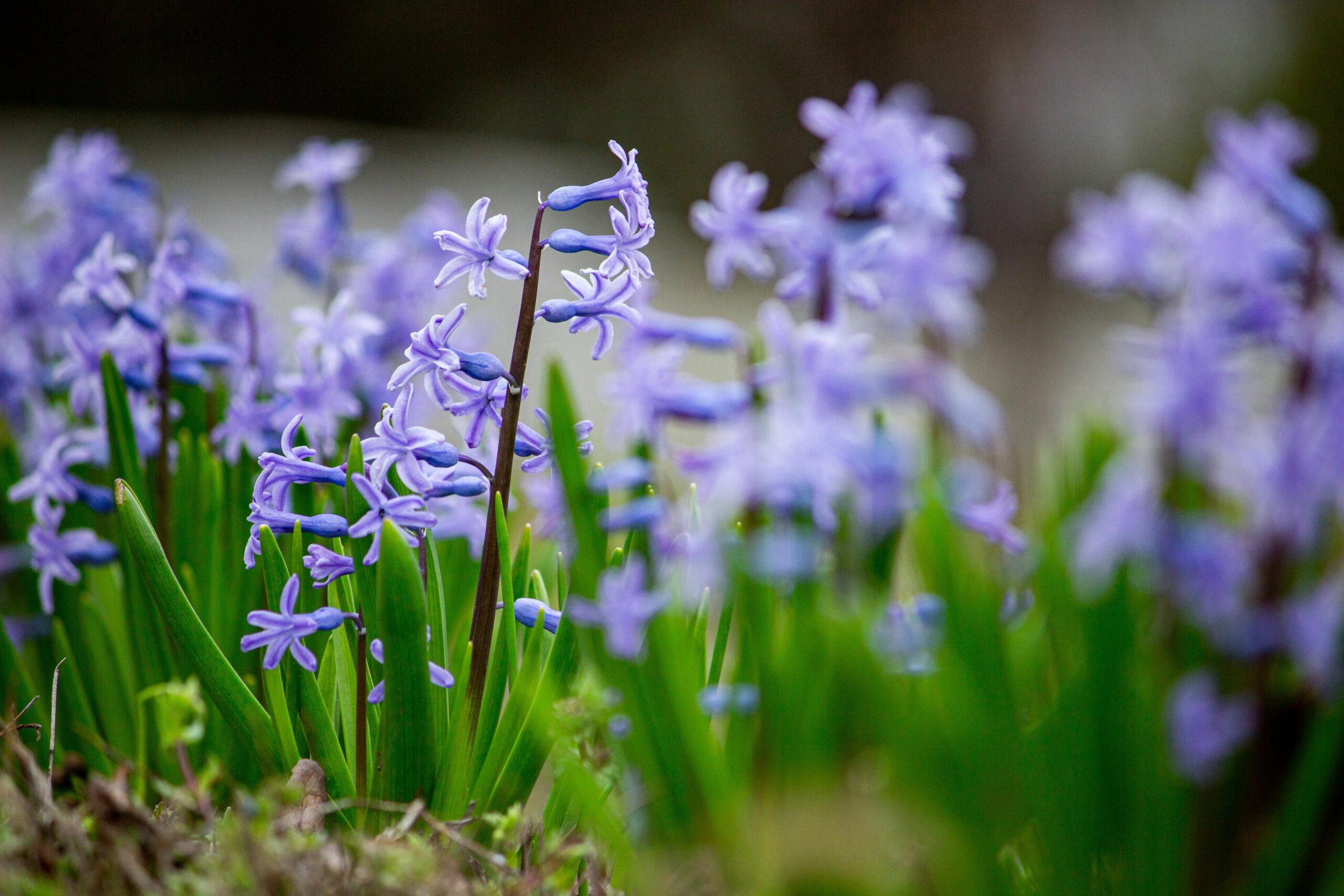 The image depicts a close-up view of some flowers