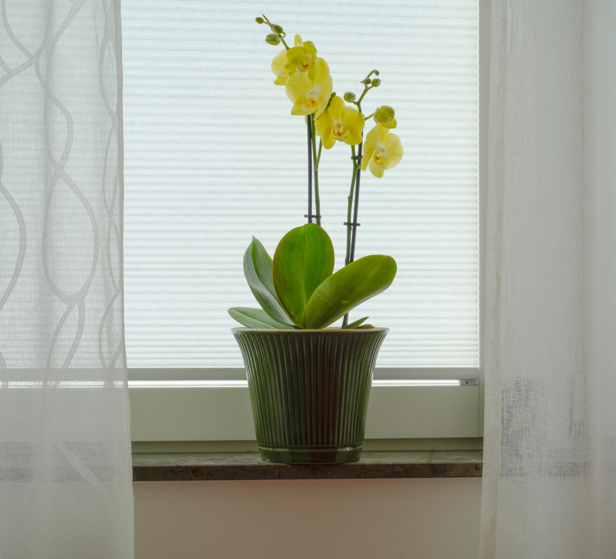 Yellow flowers,likely positioned indoors near a window.
