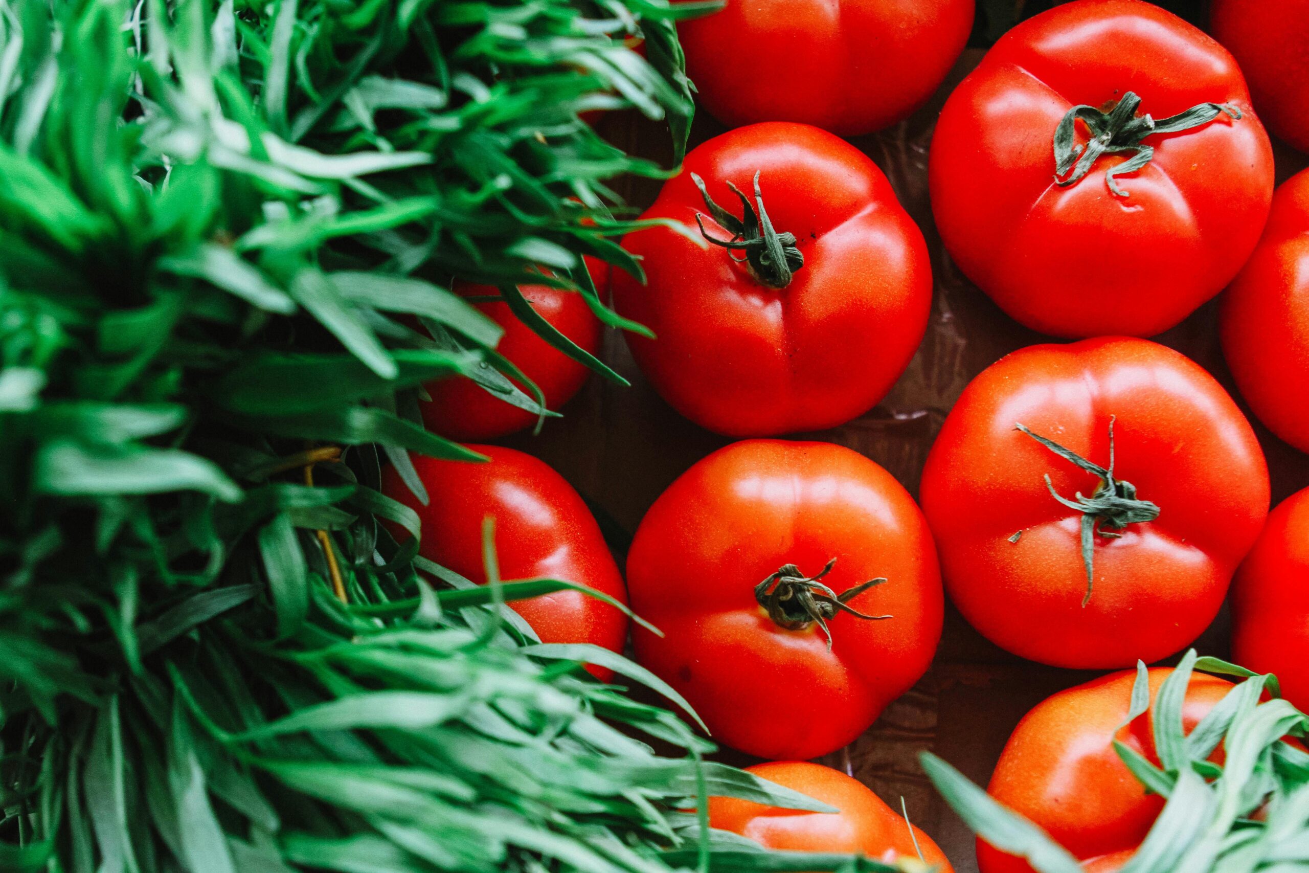 A group of various tomatoes resting on a bed of grass.